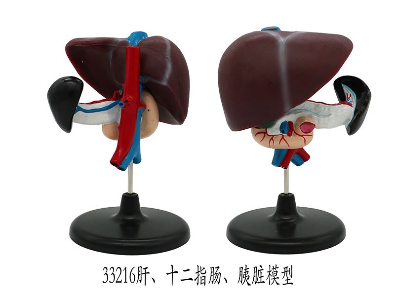 肝、十二指腸、胰臟模型